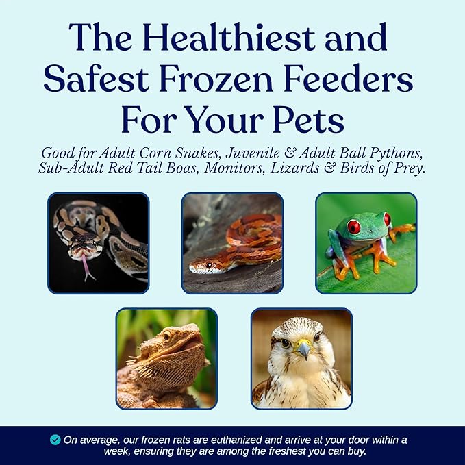 MiceDirect Frozen Rat Pups Snake Food - Frozen Rats for Snakes like Juvenile Ball Pythons, Adult Corn & Ball Pythons, Sub-Adult Red Tail Boas, Monitor, Lizards, Birds of Prey - 2.5-3.5 in (75 Count)