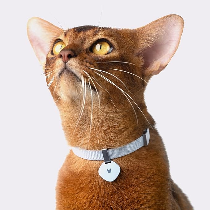 Safety Cat Collar Pro, Lightweight Elastic Release Non Breakaway Cat Collar Adjustable with Snap Fastener for Kitten All Small Large Cats, US IDA Gold Award (Monet Purple, M 7.9-15.7")