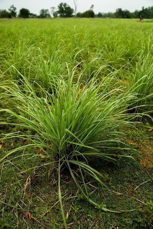 doTERRA - Lemongrass Essential Oil - 15 mL