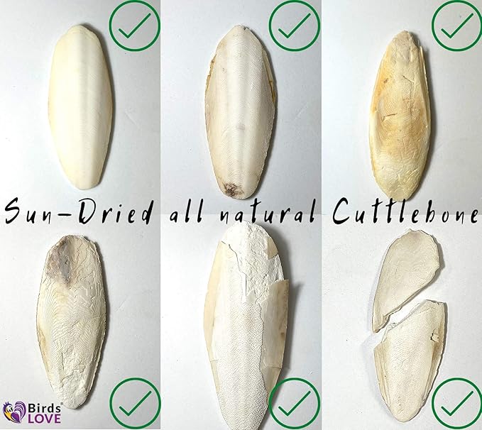 Birds LOVE Natural Cuttlebone for Birds & Reptiles – 100% Pure Sun-Dried Calcium Supplement – Supports Beak, Bone & Shell Strength – Daily Use - 3 Pack with Holder, Size 5.5 to 6"